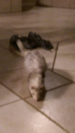 Auslandsjahr 2015 173